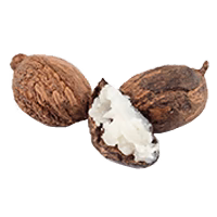shea butter