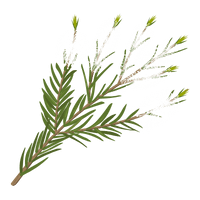 tea tree oil