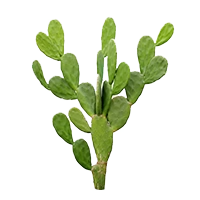 trehalose